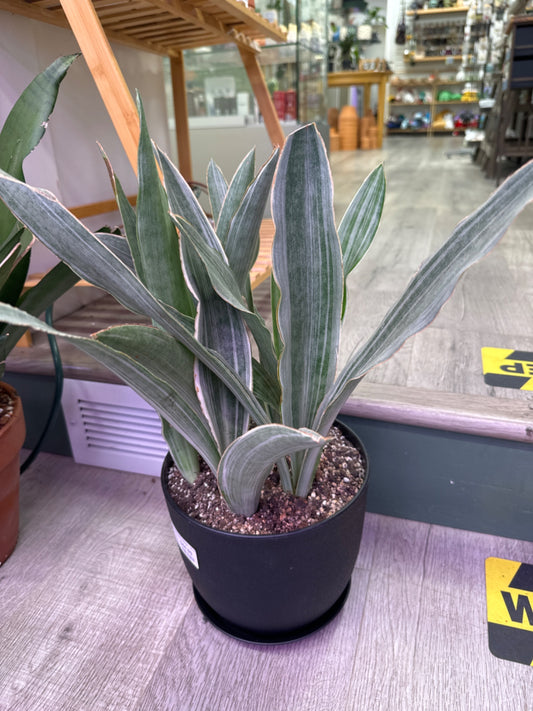 Sansevieria Suyuri (8" Plastic Pot) [ID #44760464]