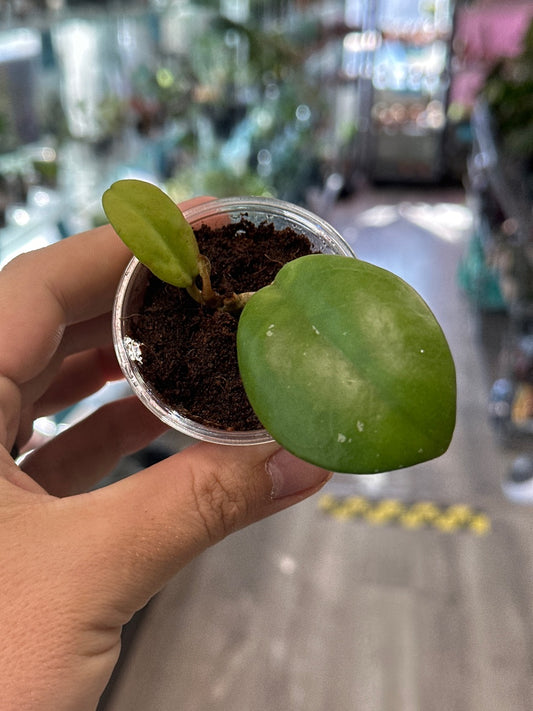 Hoya Rusty (2") [ID #45099704]