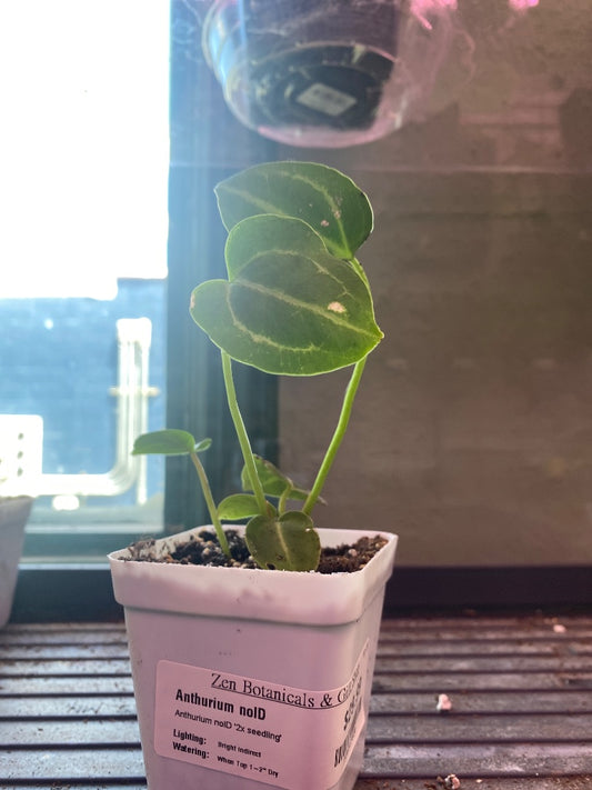 Anthurium noID '2x seedling' (#936569020)
