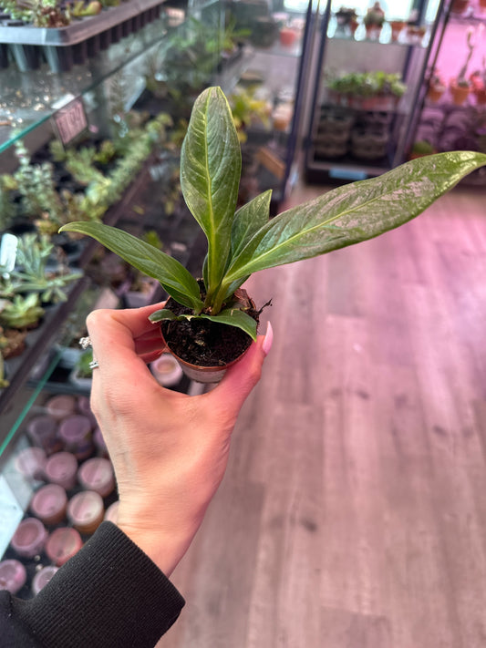 Anthurium bonplandii 'Cobra' (#426867912)