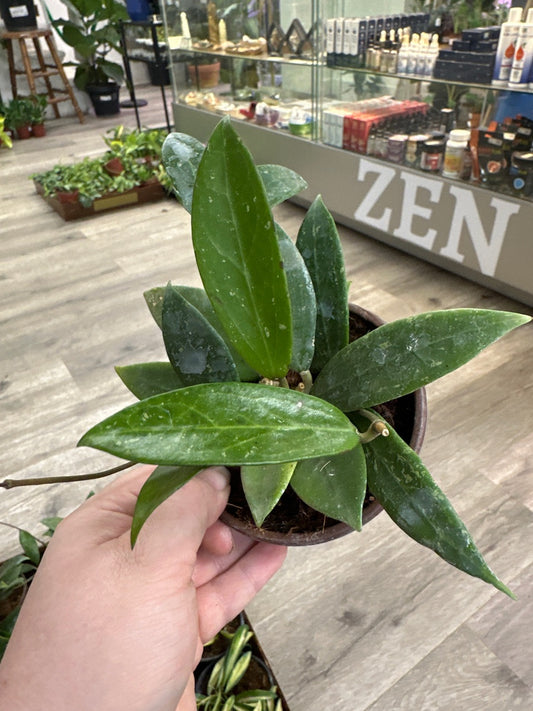 Hoya pallida bogor (#368004782)