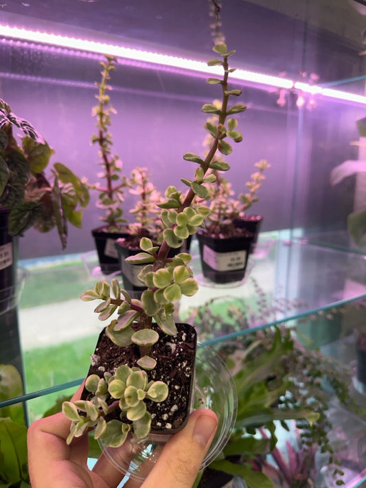 Portulacaria Afra 'Variegated' (#825792577)