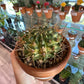 Gymnocalycium Yellow Marble (4") [ID #6271664]