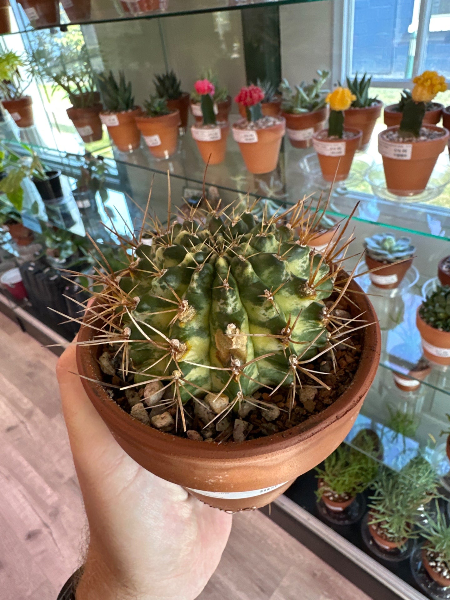 Gymnocalycium Yellow Marble (4") [ID #6271664]