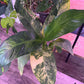 Dieffenbachia spp. 'variegated' (#095602923)