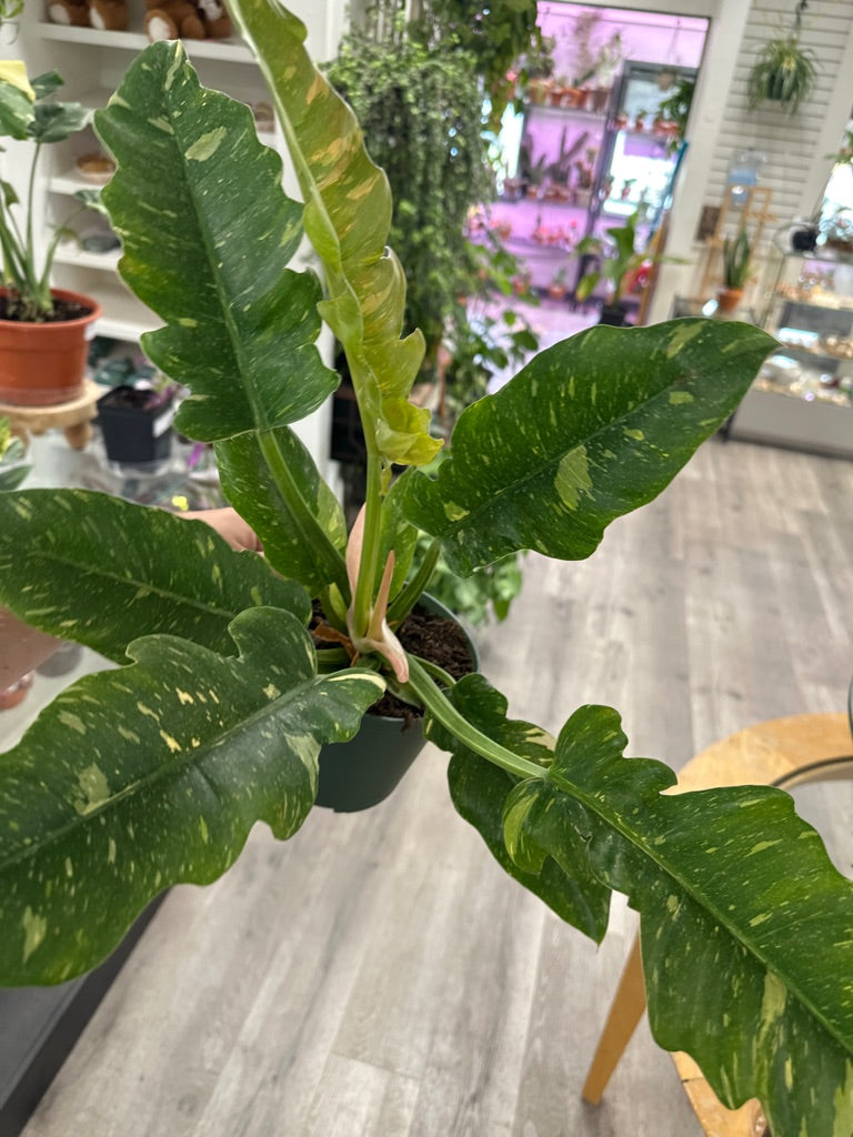 Philodendron tortum × erubescens 'Ring of Fire' (#342858912)