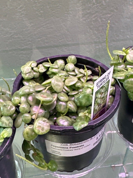 Peperomia Prostrata 'String of Turtles' (#424364939)