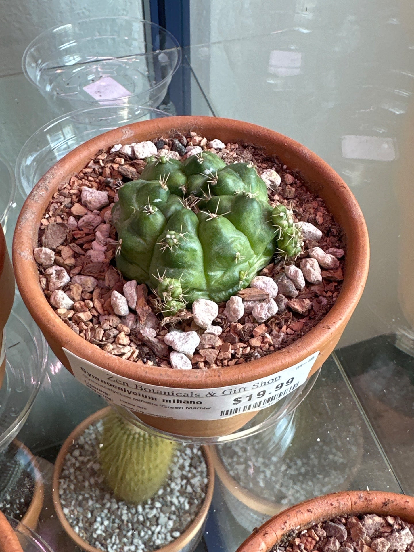 Gymnocalycium mihano 'Green Marble' (#197356464)