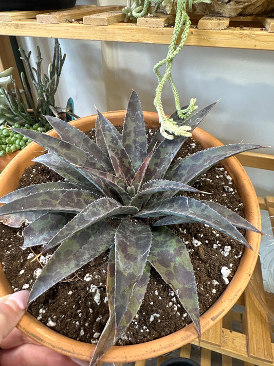 Agave inkblot (#477735983)
