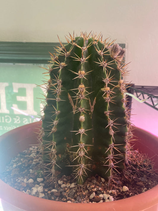 Echinopsis Oxygona 'Easter Lilly' (12") [ID #55511330486]