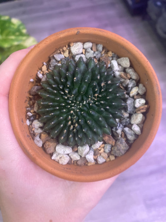 Gymnocalycium mihanovichii Inermis Cristata ‘Spineless’ (3.5") [ID #24865170]