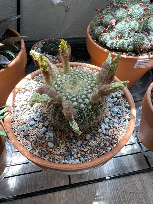 Notocactus concinnus (#679776200)