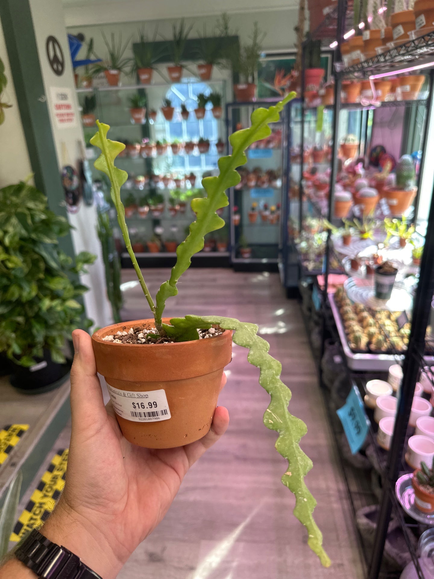 Disocactus Anguliger 'Fish Bone' (4") [ID #92201087906]