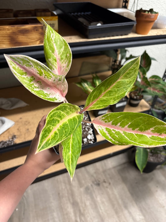 Aglaonema cv. 'Baby Tiger' (#7142140584)