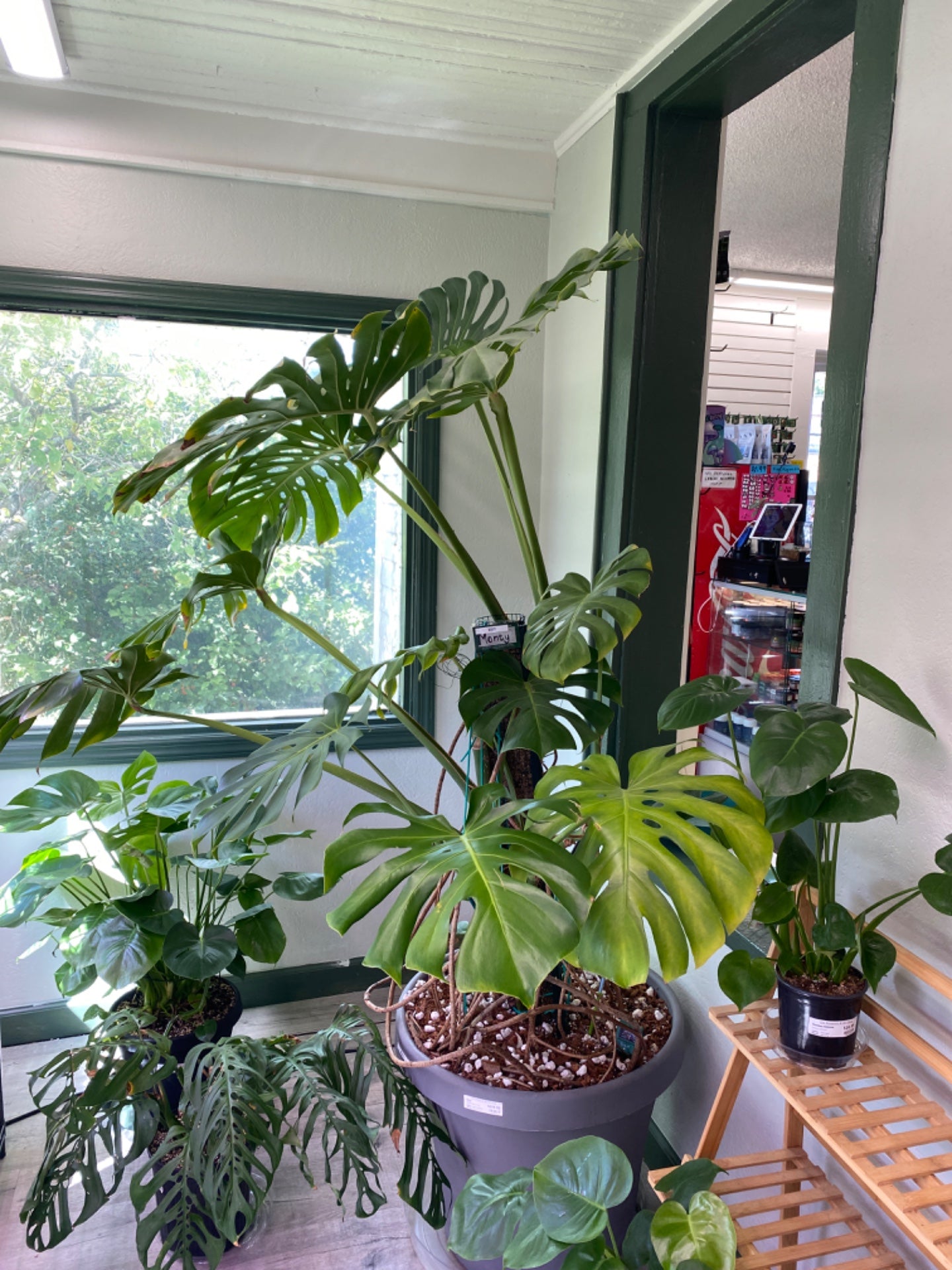 Monstera deliciosa 'Monty' (24" Pot) [ID #47402121]