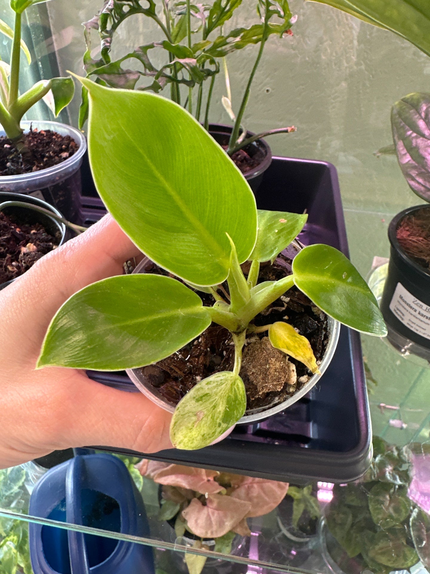 Philodendron cv. 'Moonlight Variegata' (#767070675)