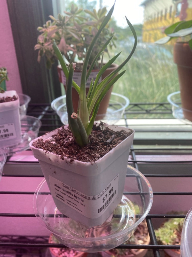 Aloe Humilis hybrid 'Solar Flare' (#209809521)