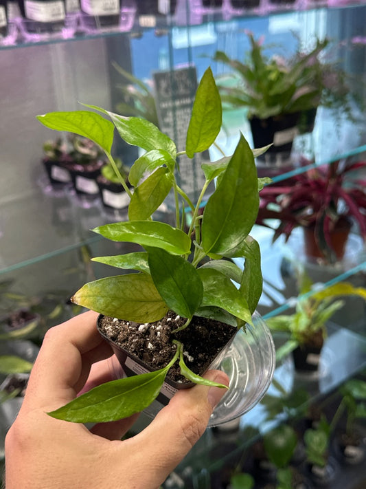 Epipremnum Aureum 'Skeleton Key' (#864030745)