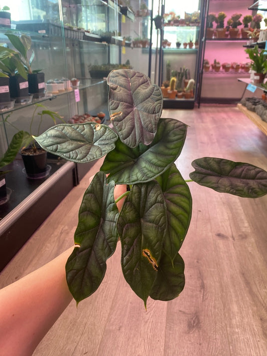 Alocasia cv. 'Dragon Scale' (#8373643674)
