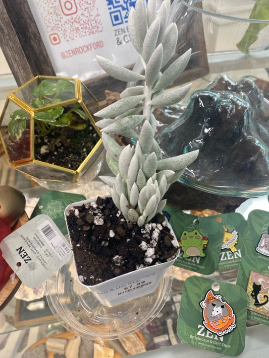 Senecio Haworthii (#388237960)
