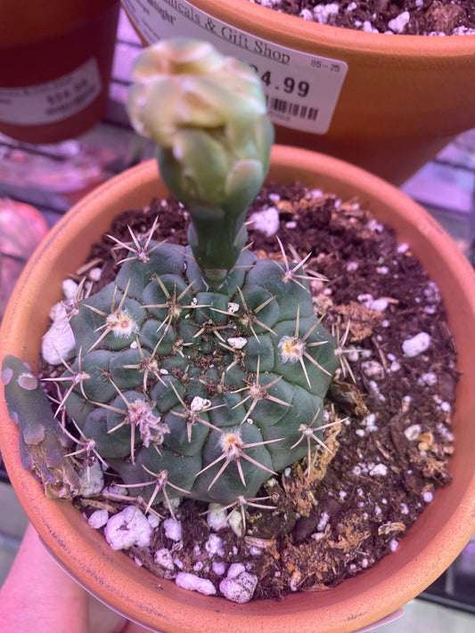 Gymnocalycium mihano 'Hybrid' (#688086730)