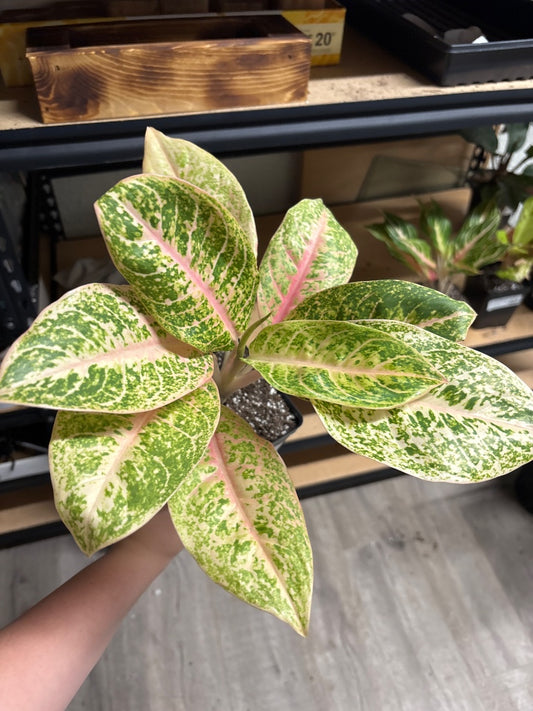 Aglaonema Harley Queen (#8489384593)