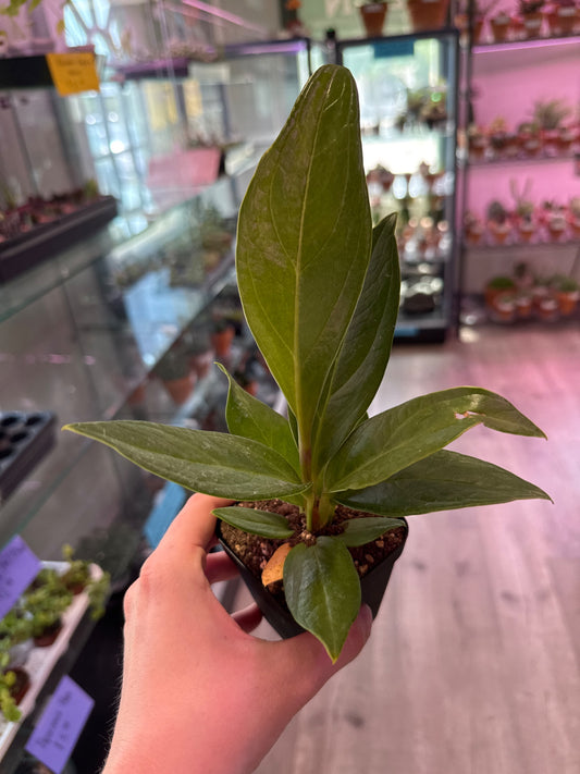 Anthurium cv. 'Red Flag' (#961171497)