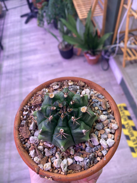 Gymnocalycium mihanovichii (#945059739721)