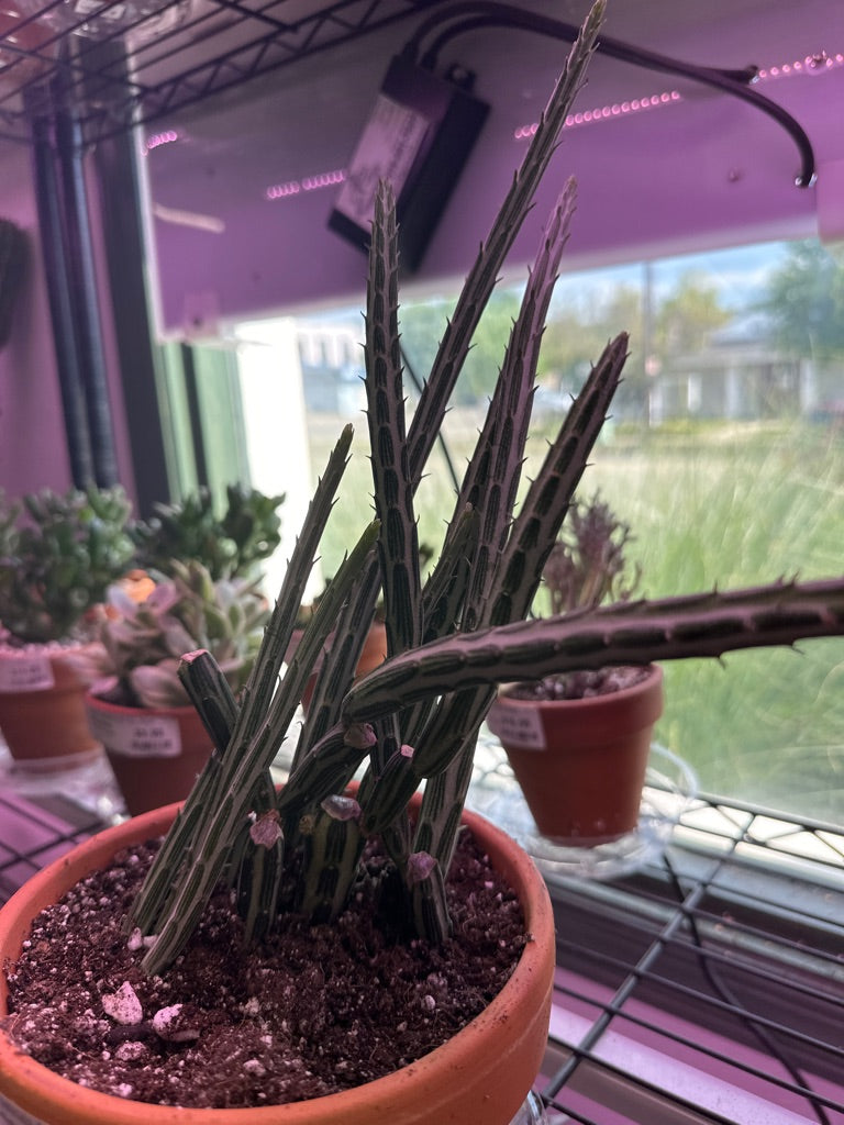 Senecio Stapelioformis (#356314922)