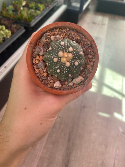 Astrophytum asterias 'Super Kabuto' (#483215725)