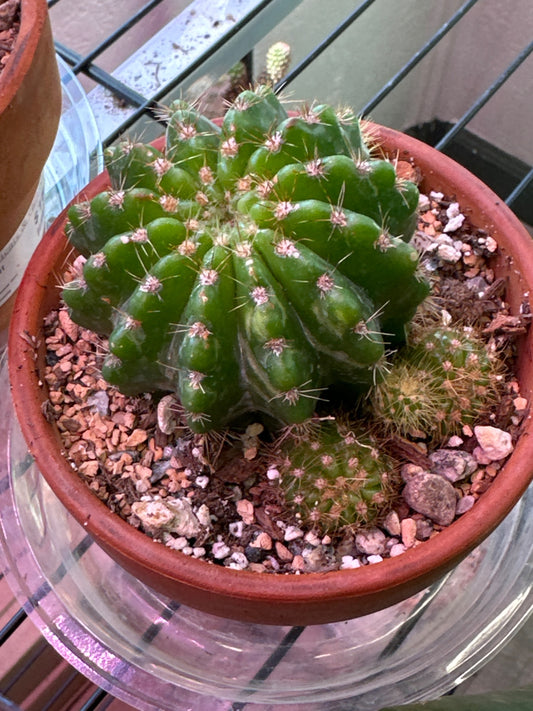 Echinopsis calochlora (4") [ID #29787224473]