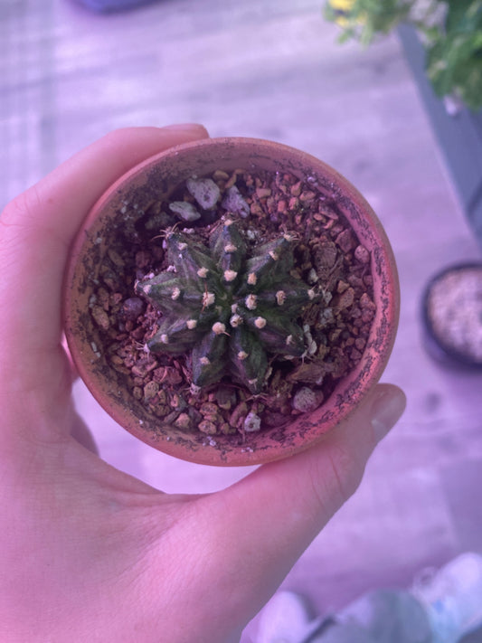 Gymnocalycium T-Rex (2.75") [ID #48573096]