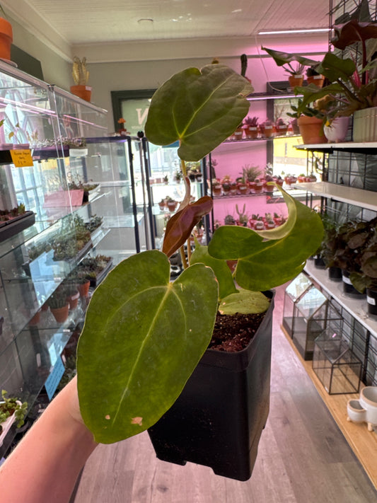 Anthurium red crystallinum (#271043501)