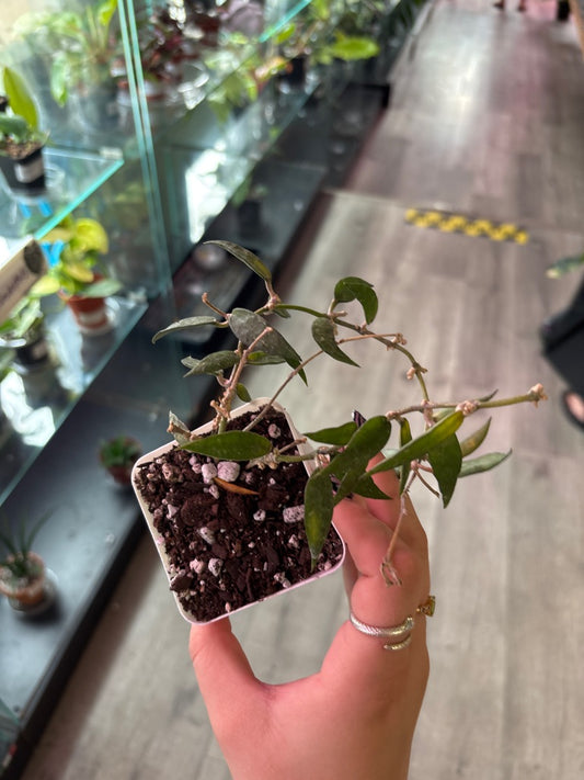 Hoya cv. 'Mr Tent' (#526830966)