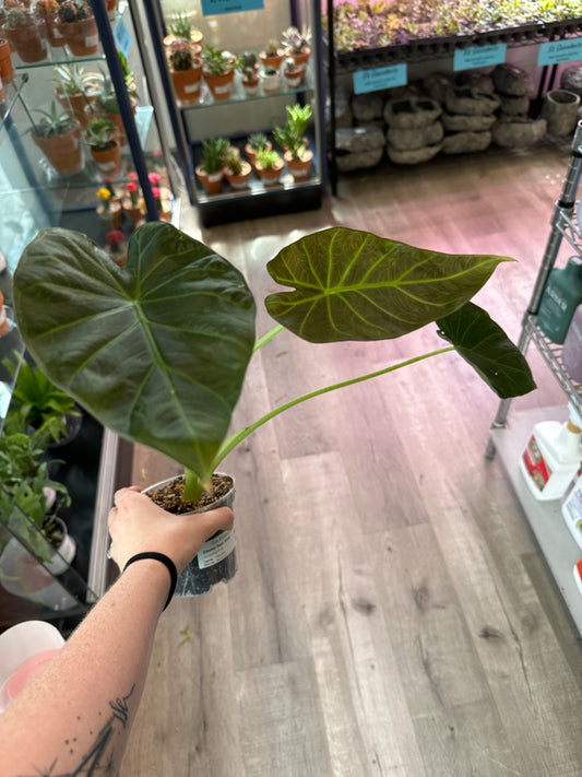 Alocasia Regal Shield (4" Plastic Pot) [ID #15783517]