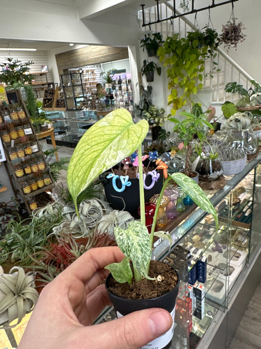 Monstera deliciosa 'White Monster' (#854411619)