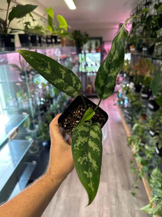 Aglaonema Cv. 'Silver Bay' (#780302207)