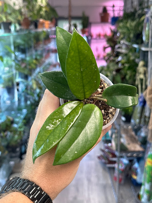 Hoya carnosa 'Polish Spot' [ID #73499715]