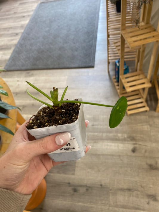 Pilea Peperomoides (3") [ID #72777724]