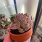 Echeveria  'noID' (#756262465)