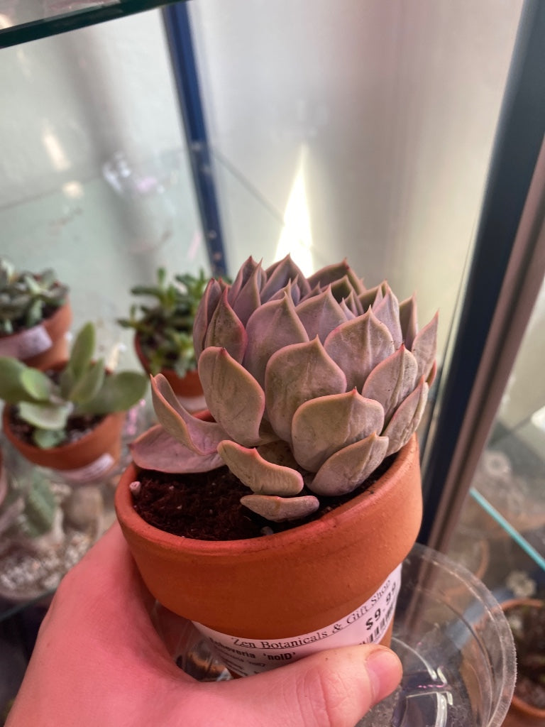 Echeveria  'noID' (#756262465)