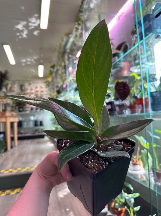 Anthurium Red Flag (#732358766)