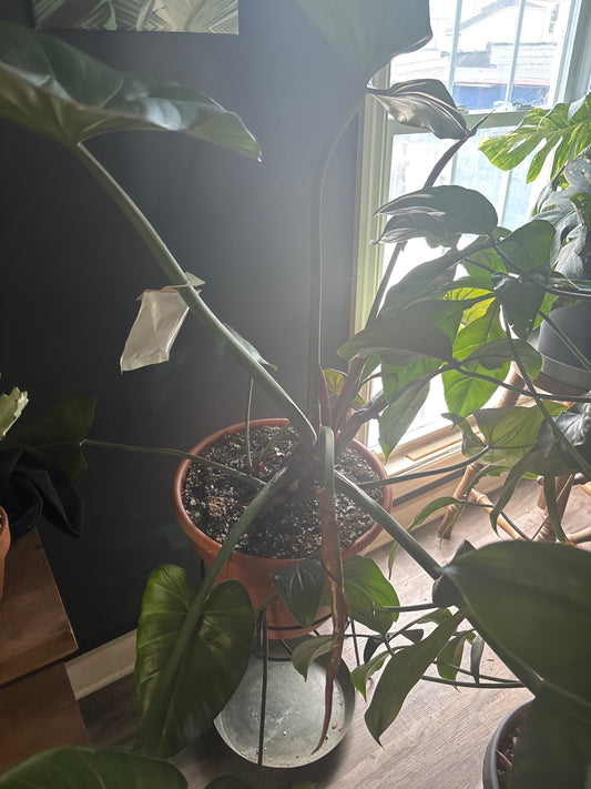 Philodendron cv. 'Summer Glory' (#162257094)