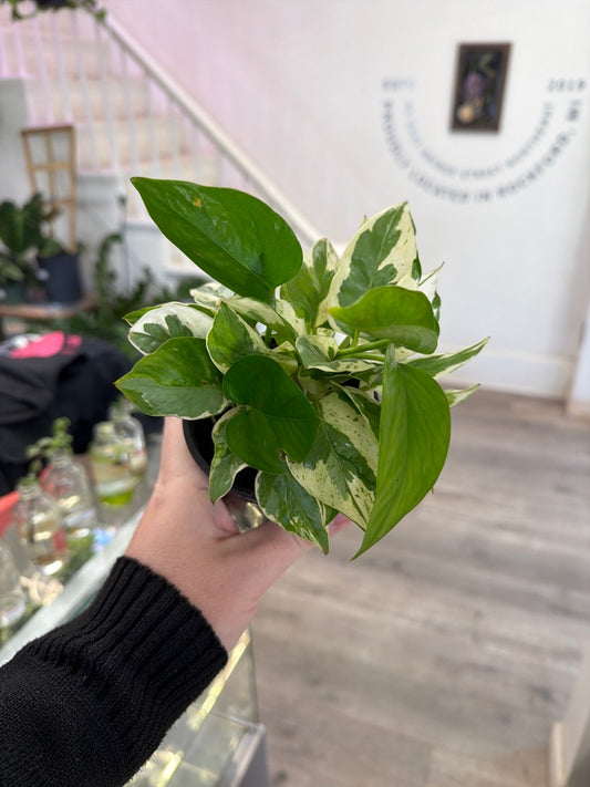 Epipremnum Cv. 'Njoy' (#497783226)