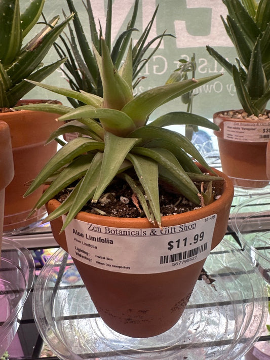 Aloe Limifolia (#567795527)
