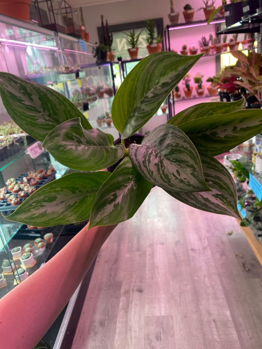 Aglaonema silver queen (#289325232)