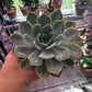 Echeveria  'noID' (#756262465)