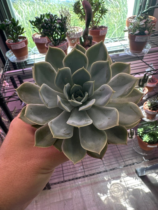 Echeveria  'noID' (#756262465)