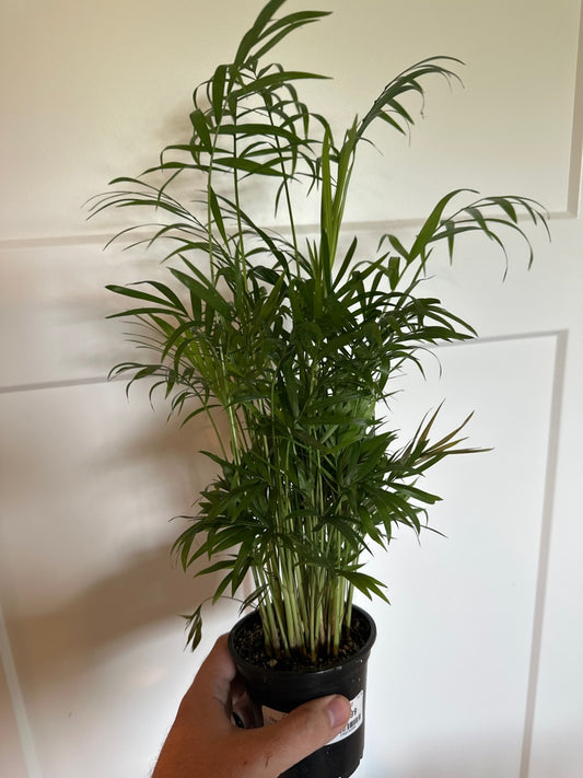 Chamaedorea Elegans 'Parlor Palm' (#398876850)