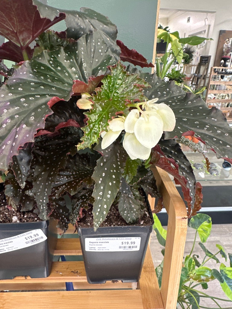Begonia maculata (#403263354)